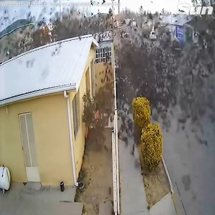 لحظة صادمة اصطدام سرب من الطيور بالأرض و موت الكثير منها