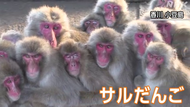 サルたちが寒さをしのごうと体を寄せ合う「サルだんご」 香川県の小豆島にある自然動物園で見られる冬の風物詩です #nhk_video