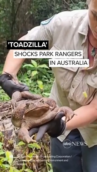 Meet “Toadzilla.” Australian park rangers were "shocked" when they found this giant cane toad deep in the rainforest of Conway National Park. They removed the six-pound amphibian from the park, as the invasive species—especially a critter this large—is a threat to the ecosystem.