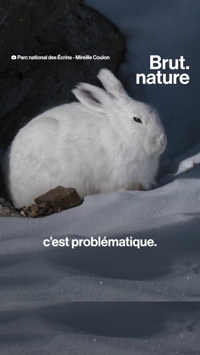 "S'il n'y a pas de neige, ça n'impacte pas que le ski, ça impacte aussi la nature et les écosystèmes." Voici ce que le manque de neige en montagne change pour les animaux qui y vivent.
