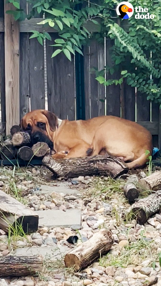 Couple takes shifts sitting outside with their terrified foster dog 12 hours a day for weeks... and it's SO worth it 🧡