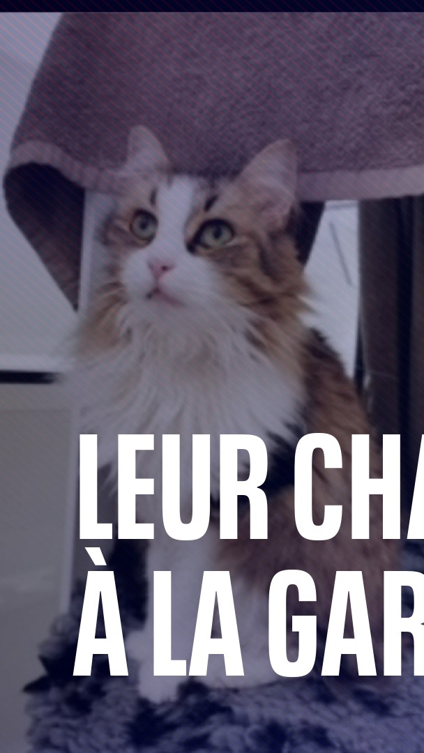 💬 "Ils ont dit que ce n'était qu'un chat" Malgré ses appels à l'aide, un TGV démarre et écrase son chat à la gare Montparnasse