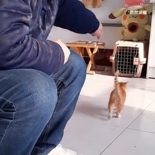to the cat cave