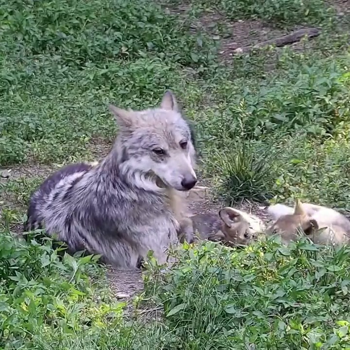 Wolves are loving 🐺