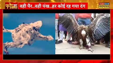 A Himalayan Griffon Vulture was captured by locals in Kanpur a few days ago. Here's how 4 Anchors of Times Now Navbharat decided to report the incident.