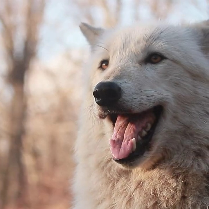 Courage doesn't always roar. Sometimes it sings 🐺