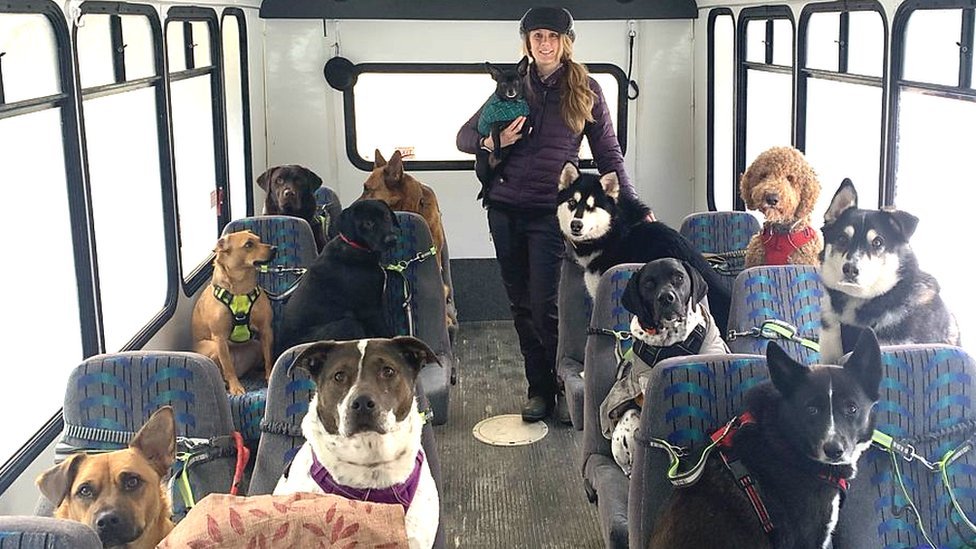 BBCニュース - 犬の「通勤バス」がSNSで話題に 米アラスカ州