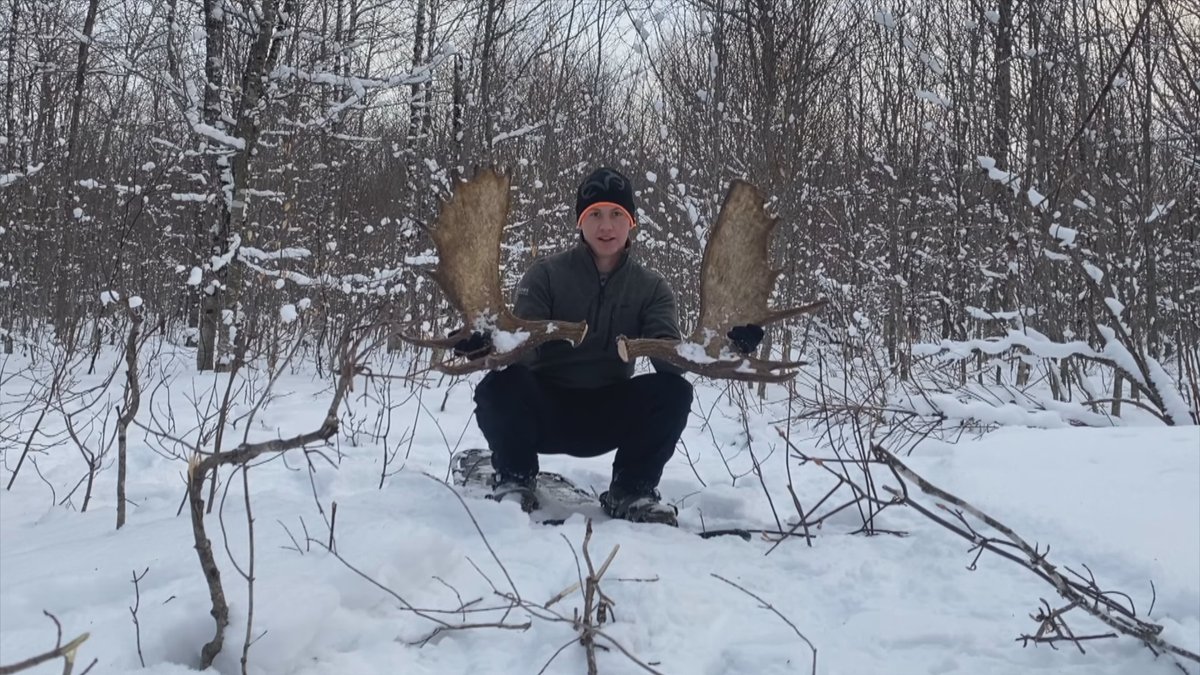 Watch this moose shed its antlers with the shake of its head. A woodsman near Juniper, N.B., captured the moment a bull moose sheds its antlers, possibly a one-in-a-lifetime event [read more: