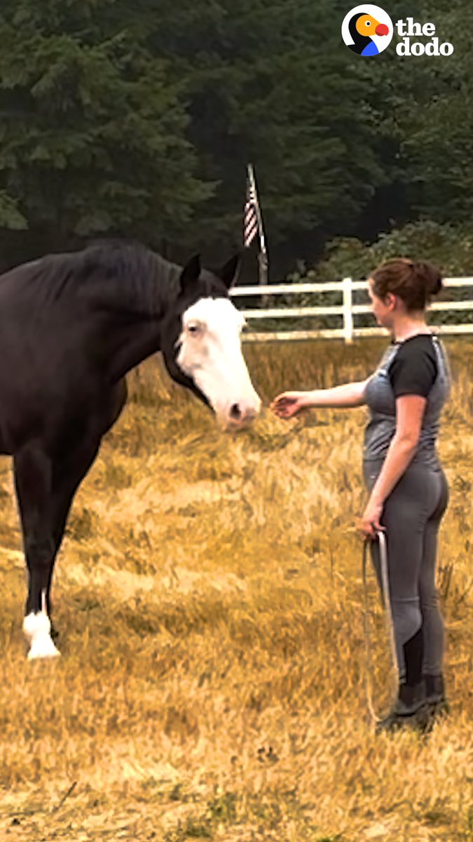 Rescue horse keeps getting adopted and returned until this girl watches movies in his stall to make him feel safe 🧡 Special thanks to Caspian &amp; Rebecca! Follow along on Instagram: