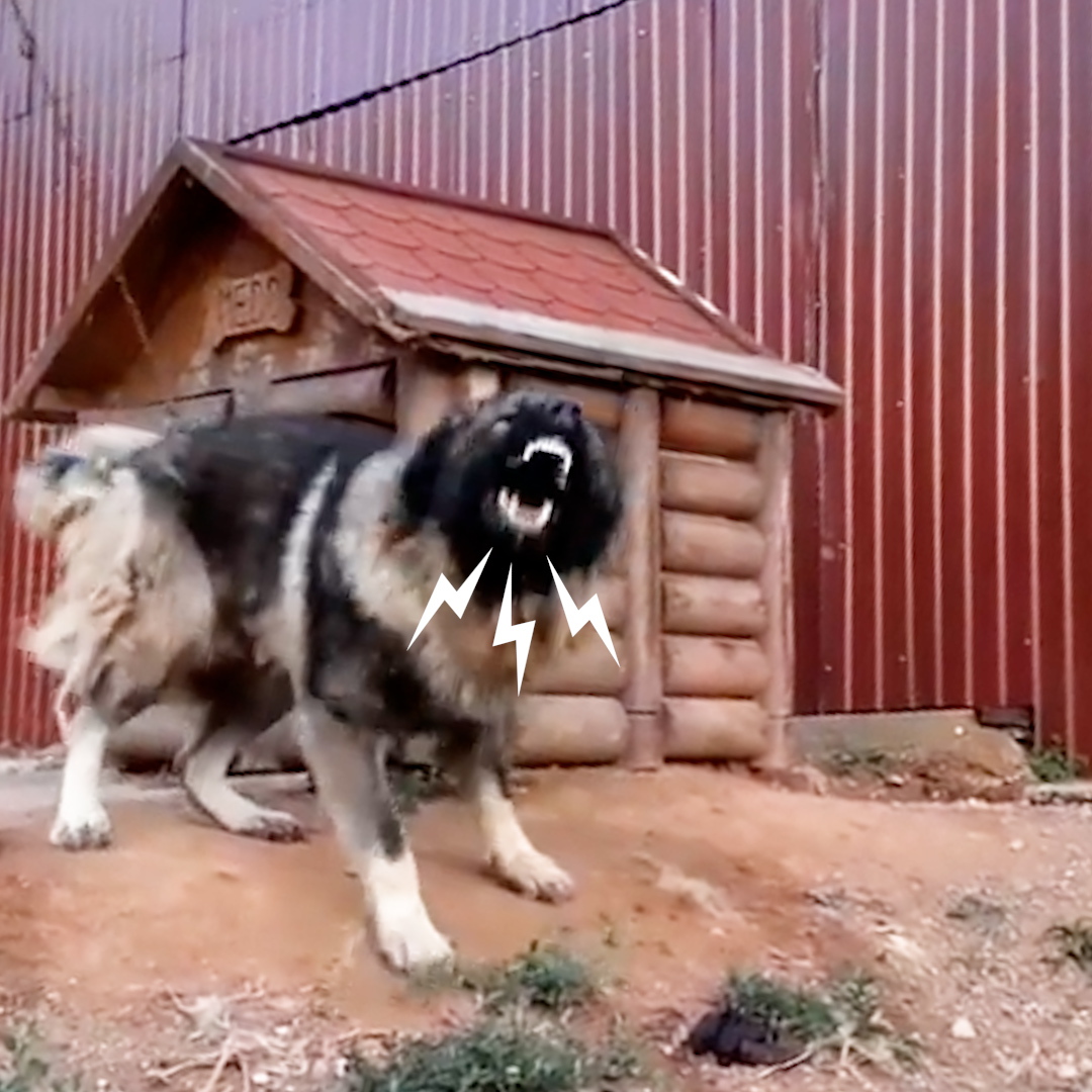 Watch this guy turn an aggressive dog into a cuddlebug — and sleep in a pile of hundreds of rescue dogs every night ❤️