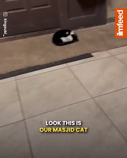 He Built a House for the Masjid's Cat 🐈🕌