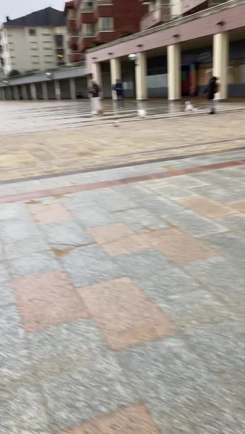ZARAUTZ: Aparece un arao común desorientado en el malecón.