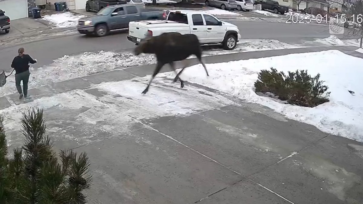 Picture this: It's a beautiful winter afternoon in Canada. You're minding your own business while shovelling snow. Suddenly, a moose comes galloping towards you at full speed. 🇨🇦🤯 What do you do? #MeanwhileInCanada