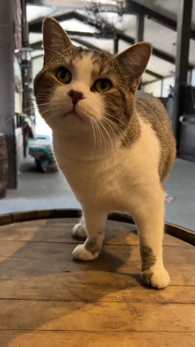A 😸🍝 update to remind y’all to sign Miranda Lambert's MuttNation’s pledge to adopt, foster, or volunteer this year! We’ll give $1,000 to 20 of the shelters you pledge to work with as a thank you. Sign the pledge here:
