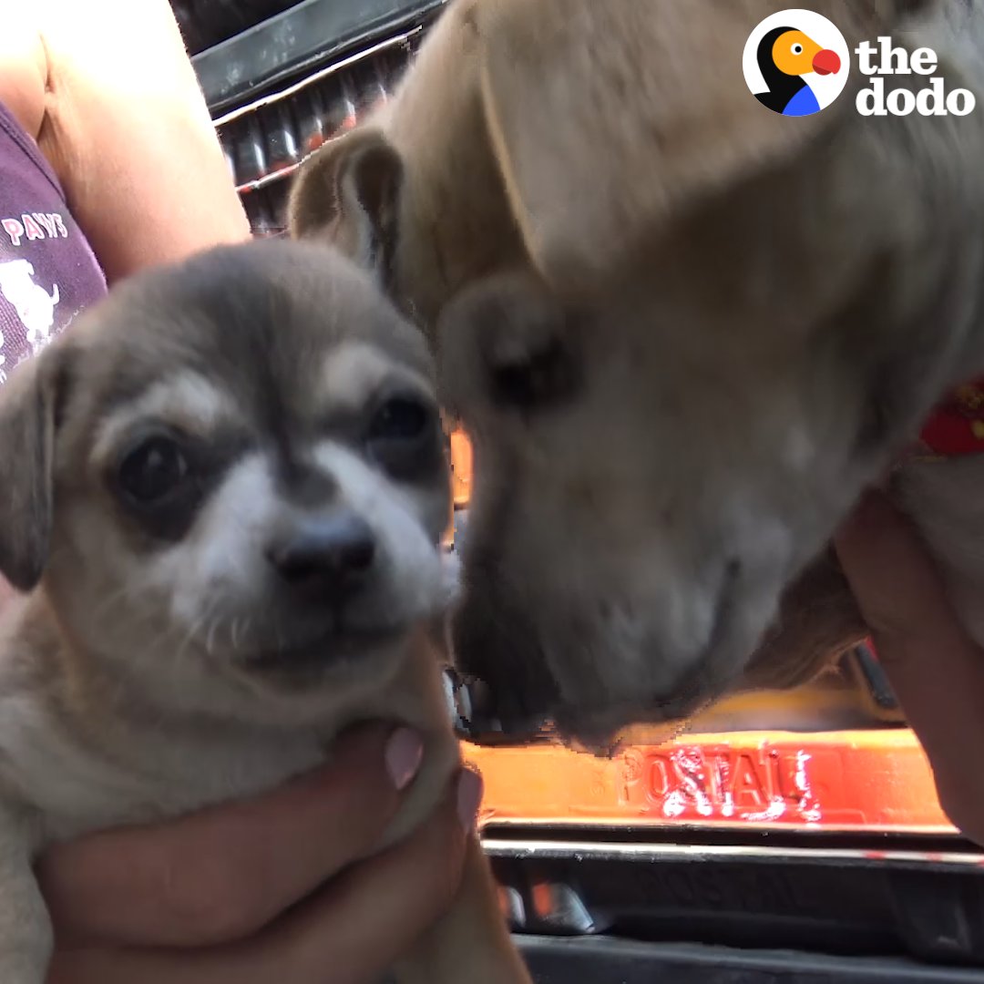 Mama dogs leads rescuers to her puppies — and they all look so different 😍 Hope For Paws