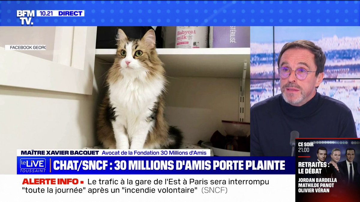 Chat écrasé par un TGV, la Fondation #30millionsdamis a déposé plainte vs la SNCF : « Si ce dossier va en Correctionnelle on est sur une peine alourdie de 5 ans de prison & 75.000€ d'amende » - Me X. Bacquet chez Bruce Toussaint Live Toussaint BFM
