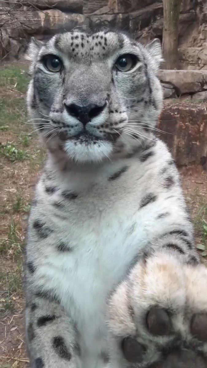 Snow leopard Maya says: 🐾 🐾 🐾! Her keepers say this is her playful way to say hello. 😊 Snow leopards have extra-large front paws that are about two to three times wider than an average hand. These giant paws help keep them from sinking into the snow!