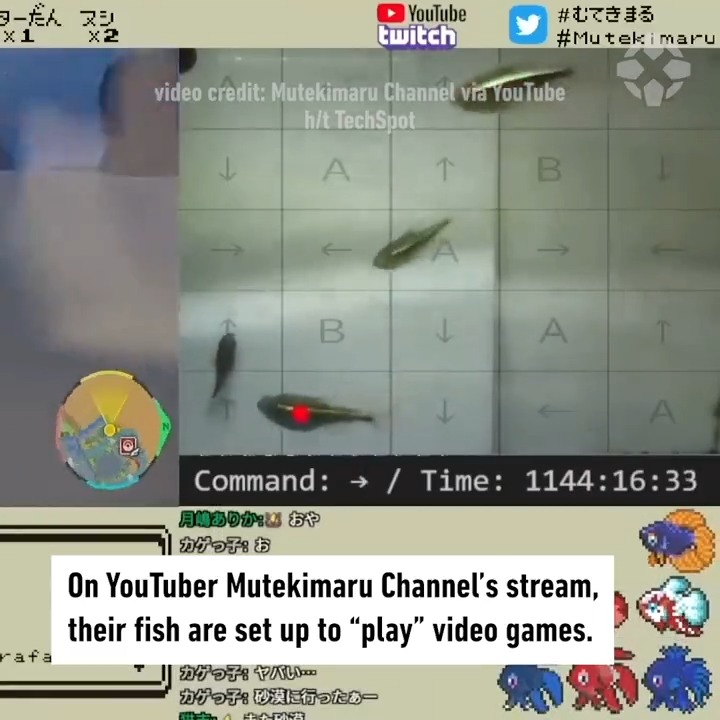These fish committed credit card fraud while playing Pokémon. 💳🐟🐟🐟🐟