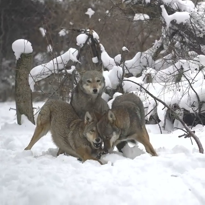 With only 10 red wolves known to remain in the wild, this fun-loving family is the future of their species. 🐺