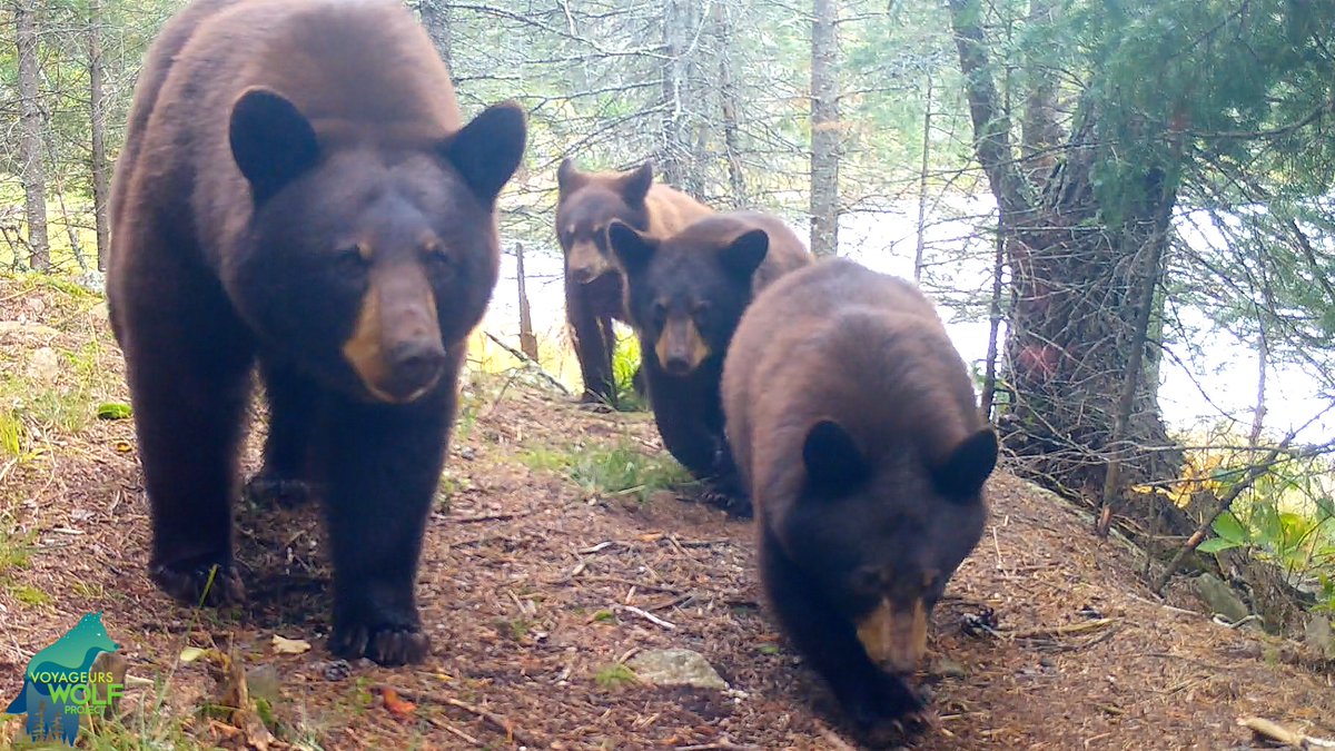 Now that’s a lot of otters! We put this cam here hoping to get good footage of wolves moving around the edge of this beaver pond but that didn’t pan out. But we did get a bunch of otters… and a bear and 3 cubs who on 2 occasions knocked over our cam. Part 1 here, part 2 below!