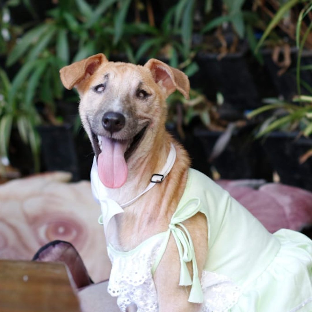 This guy fell in love with a picture of a stray dog in India ❤️