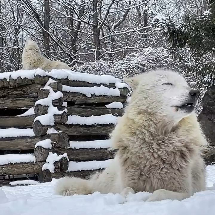 Did you know that sometimes wolves sing just to make music, as we do? Through song, wolves reaffirm social bonds with one another 🐺