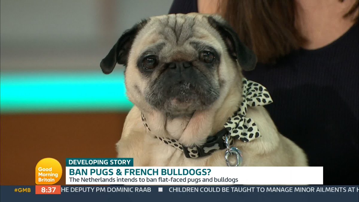 The Netherlands intends to ban flat-faced pugs and bulldogs, citing animal cruelty, because of the resultant health and breathing problems caused by those short noses. Is it time to put dog health before their cuteness and BAN these breeds for good?