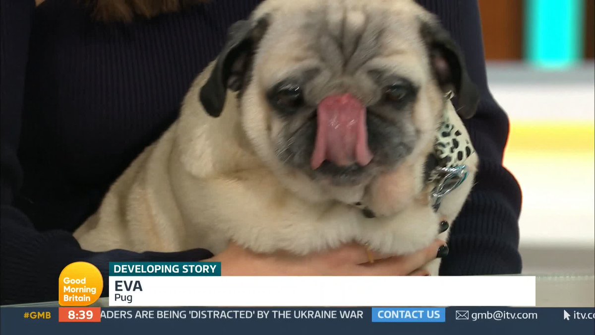 'I want to be the pug advocate!' - Radio presenter Aimee Vivian How could you not love Eva 😍 But PETA spokesperson Jennifer White says these breeds are being born to suffer and we need legislation.