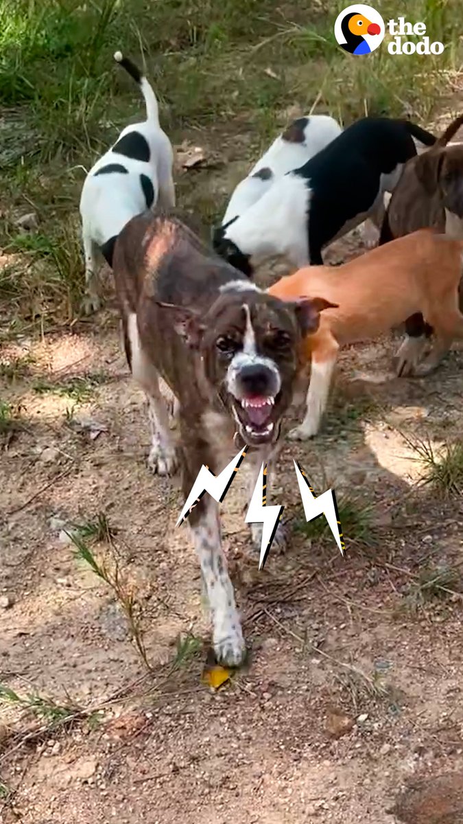 Mama dog keeps trying to bite her rescuer to protect her puppies — watch what happens when he adopts her ❤️