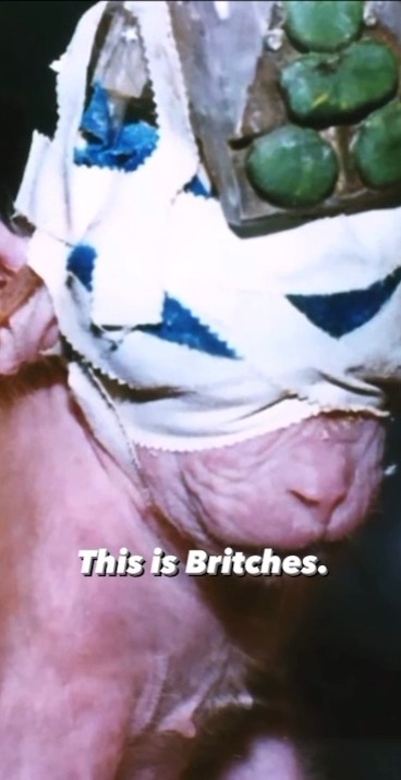 Isolated. Confused. Terrified. Britches wasn’t the only monkey to be tortured like this. Margaret Livingstone ripped baby monkeys from their mothers & sewed their eyes shut—& she’s STILL experimenting on monkeys at Harvard University.