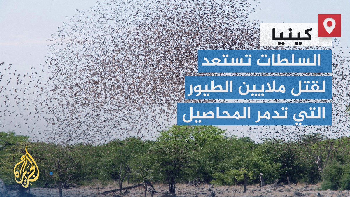 يصفونها بالطيور المزعجة.. #كينيا تتجه لقتل نحو 6 ملايين من "طيور الكويليا" باستخدام مواد كيميائية بسبب تدميرها محاصيل الحبوب #الأخبار
