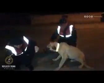 Aksaray’da sokak köpeklerine reflektör takılmış. Çok güzel bir uygulama 🙏