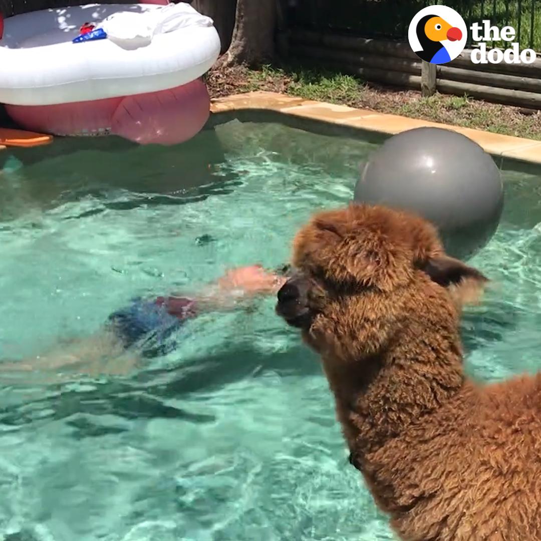 This alpaca lives in the suburbs and swims in his family's pool 😎
