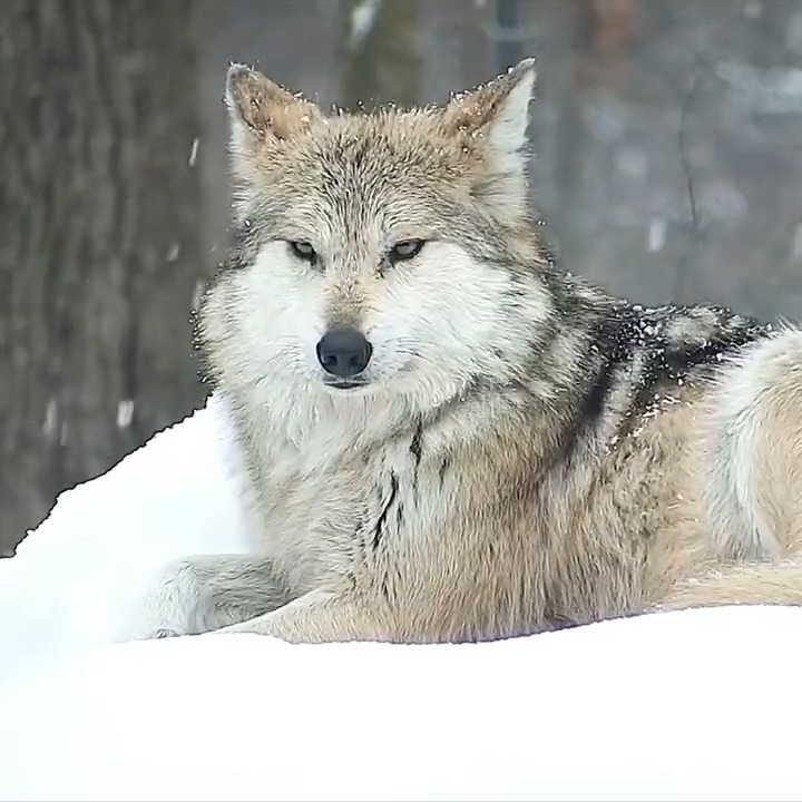 Your moment of calm 🐺