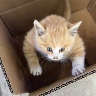 An abnormally bloated stray kitten found on street.