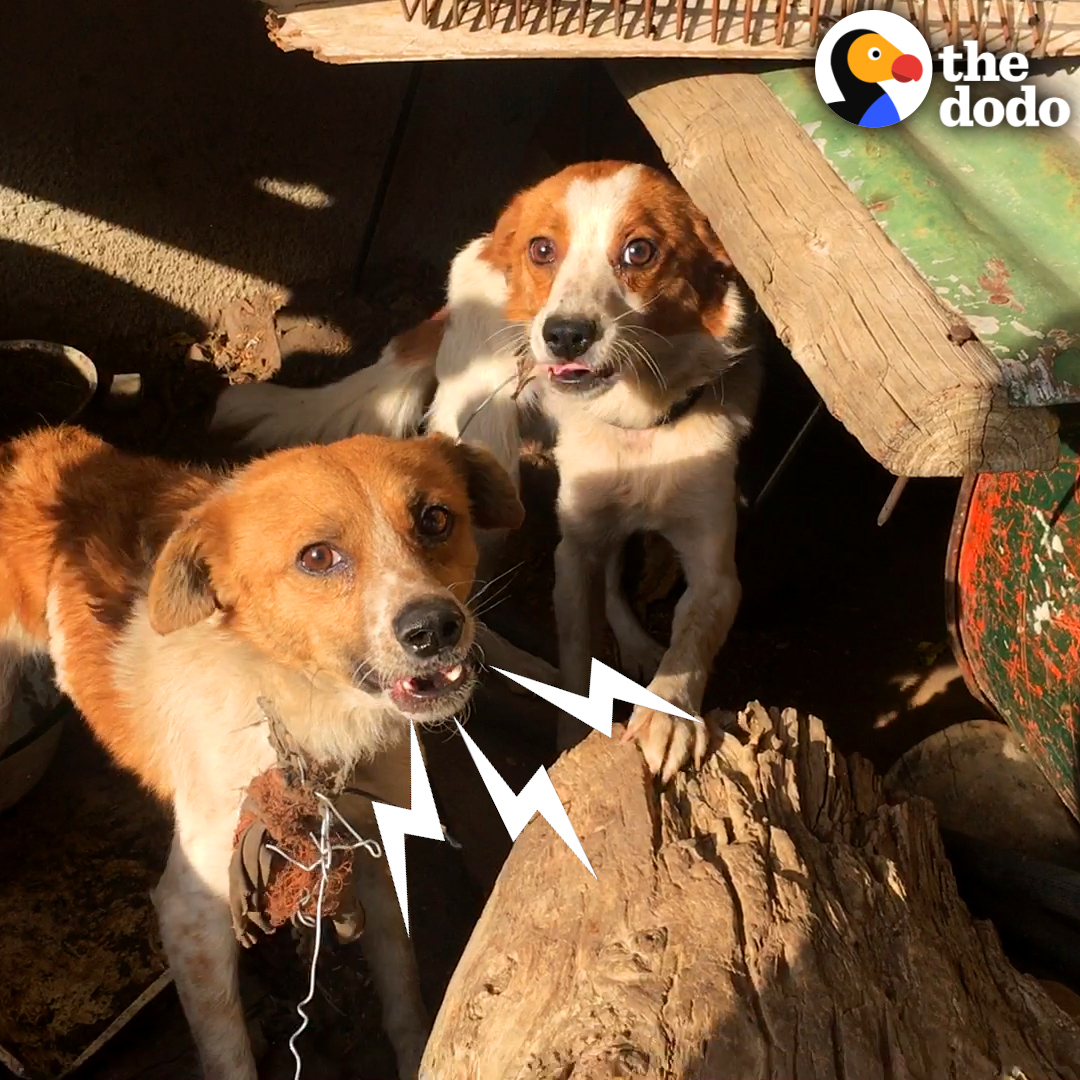 Dog brothers who had spent two years chained up together were never supposed to see each other again — what happens months later is right out of a Disney movie 😍💞 @sidewalkspecial Rahima Essop 🦋