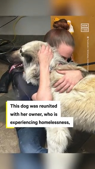 A Tennessee shelter is helping a 4-year-old pup named Lilo and her human, who is experiencing homelessness, stick together — here’s how 🥺
