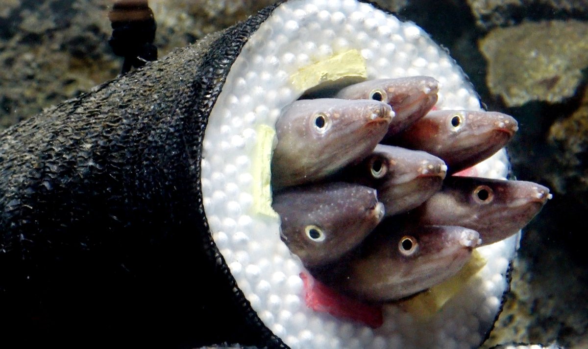 節分を前に、仙台うみの杜水族館では、アナゴの習性を生かした不思議な「恵方巻き」が展示されています。今年で４回目となる企画で、恵方巻きを模した筒は、飼育員の手作りだそうです。３１日、仙台市宮城野区。 #仙台うみの杜水族館 #恵方巻 #アナゴ