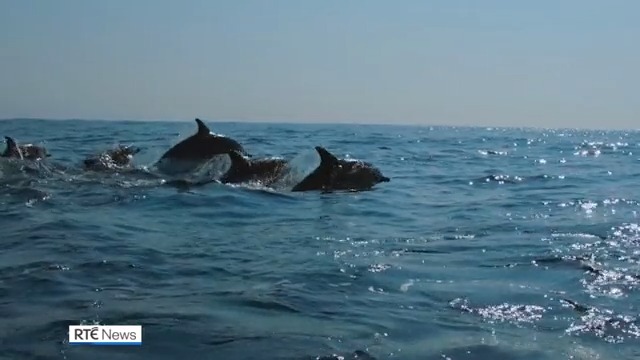 A swathe of ocean off the southwest coast has been declared Ireland's first 'Hope Spot' by a global marine conservation movement | Read more: