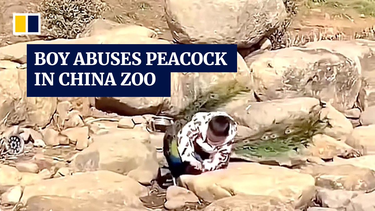 A boy was seen grabbing and throwing a peacock to the ground after he entered its enclosure at a zoo in eastern China.