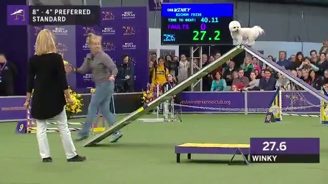 ドッグアジリティ大会（スピードを競う大会）を自分のペースで完走したビションフリーゼ、最高に愛おしい。