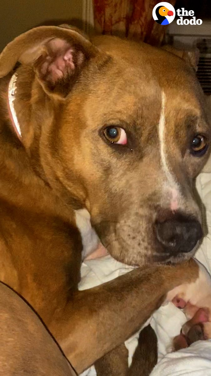 Rescue pittie can't stop shaking until her mom gets her a weighted blanket ❤️