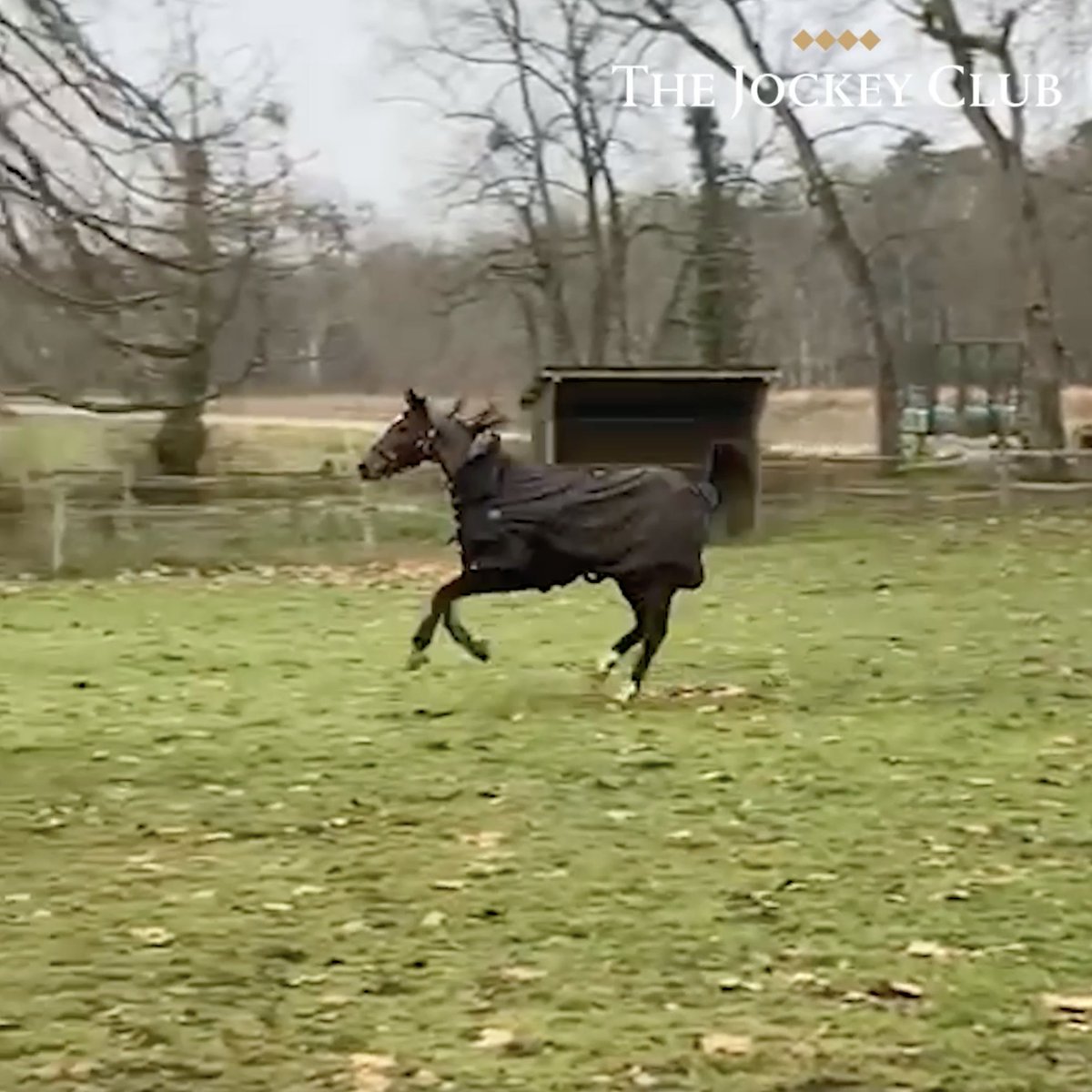 🎥 Behind the scenes: The Gold Tweet Story 🚆🏇 Travel from France &amp; back with the raiding party of Gabriel Leenders 🇫🇷