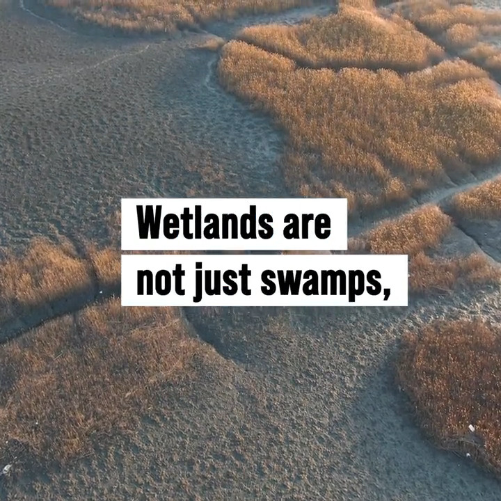 Wetlands are not just swamps, they are a key part of the planet's natural defense against climate change. This #WorldWetlandsDay video explains. #GenerationRestoration