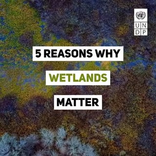 Wetlands are critically important ecosystems that contribute to biodiversity, climate mitigation, the global economy and more. Yet, since 1970, 35% of the world’s wetlands have been lost. On #WorldWetlandsDay, here are 5️⃣ reasons why we must take action to #RestoreWetlands.