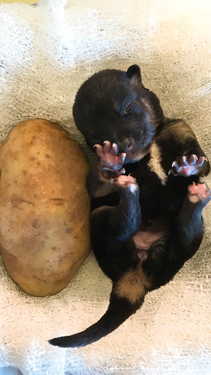 Who's cuter — puppies or kittens? 😍