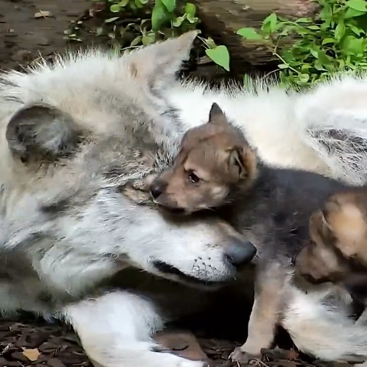 Wolves are loving 🐺
