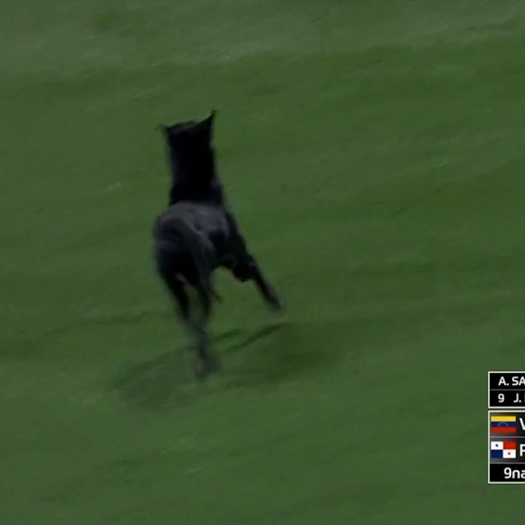 ¡FIRULAIS! ⚾ 🐶 #SerieDelCaribe
