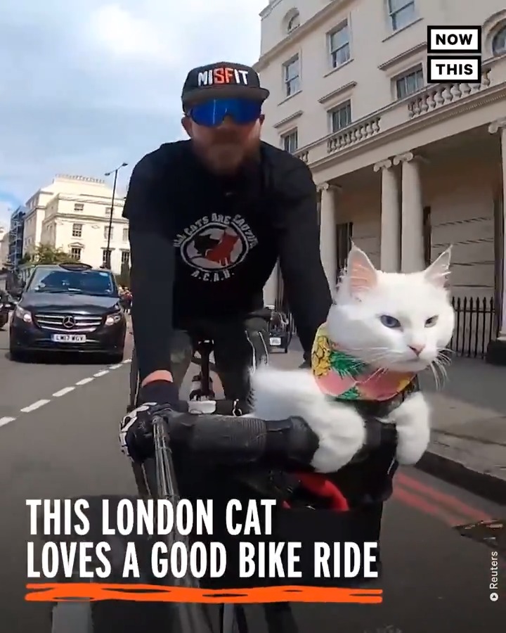 This cat is the most adorable biking companion🐱