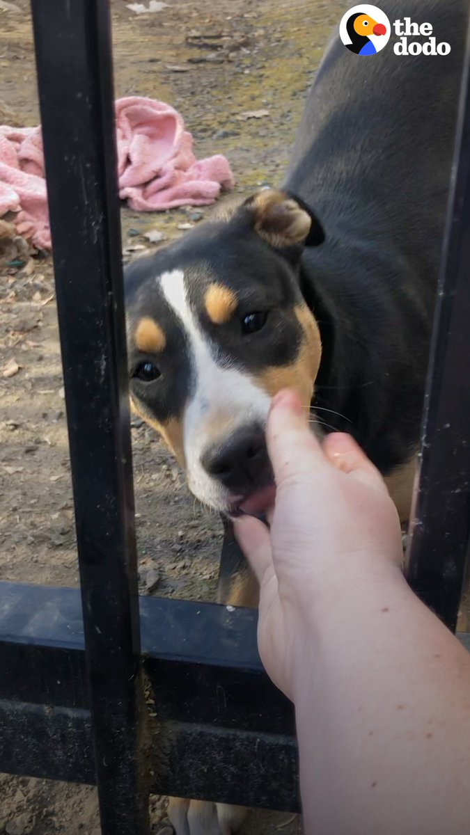 Woman goes back to feed the same stray dog every day, until...❤️